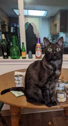 Customer photo review of Paté Variety Pack, 2.8-oz, Case of 12