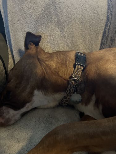 Customer photo review of Explorer