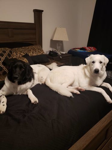 Customer photo review of Canine Cush Hip & Joint Chews