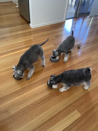 Customer photo review of New Hemp Seed Oil for Large Dogs (500ml)