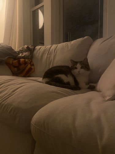 Customer photo review of SKY VELVET PLUSH MODULAR 3 PIECE SOFA
