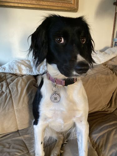 Customer photo review of Purple