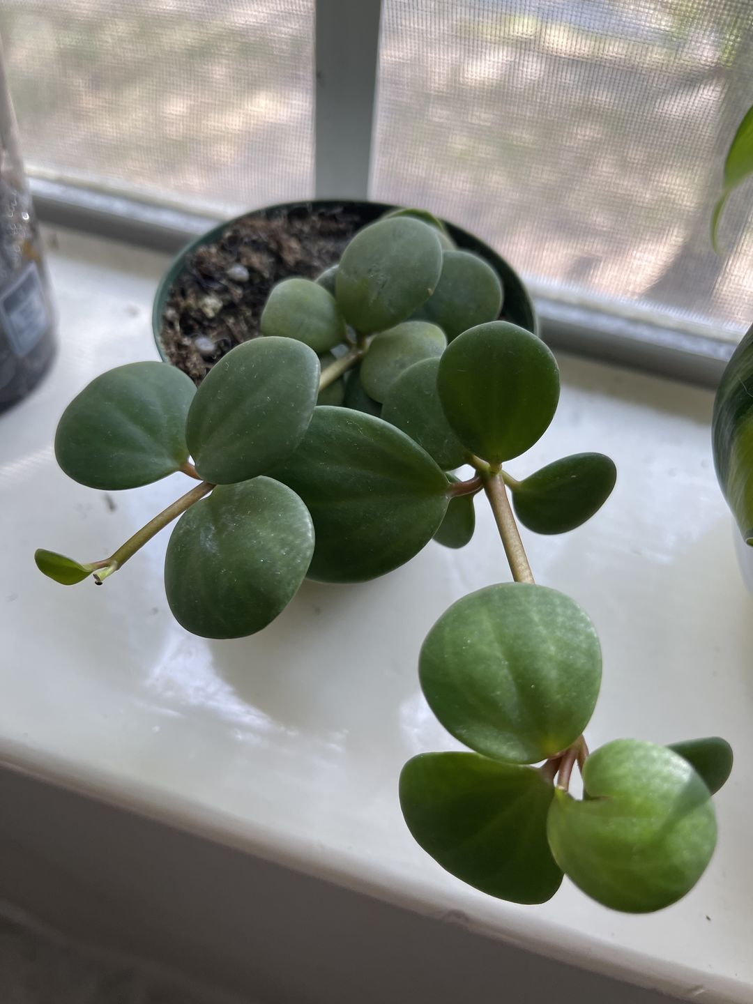 Customer photo review of 3" Peperomia 'Hope'