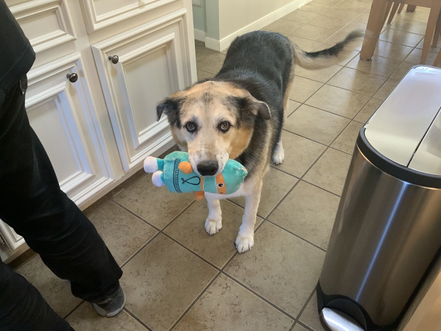 Customer photo review of Original Pet Grooming Vacuum Kit