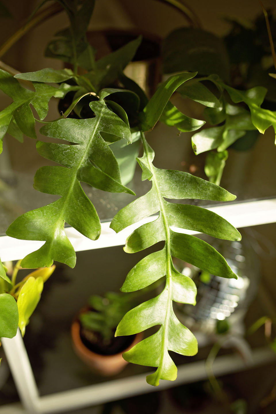Customer photo review of 4" Cactus Selenicereus chrysocardium "Sharktooth"