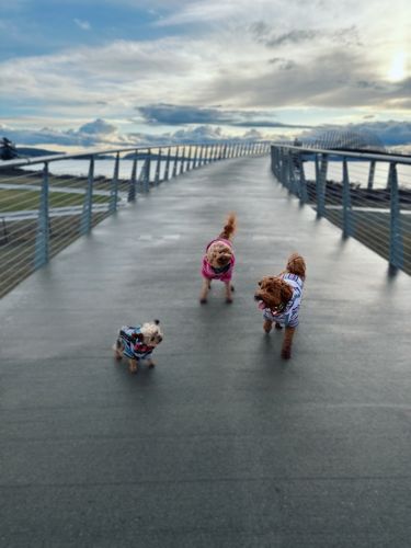 Customer photo review of Playa Poncho - Surprise Color