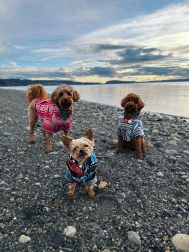 Customer photo review of Playa Poncho - Surprise Color