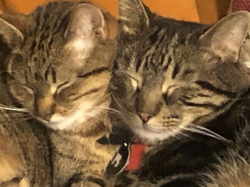 Customer photo review of Black Cat