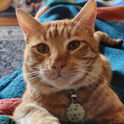 Customer photo review of Kittens