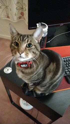 Customer photo review of Cat + Small Dog AirTag Collars (XS-S) - KNDL