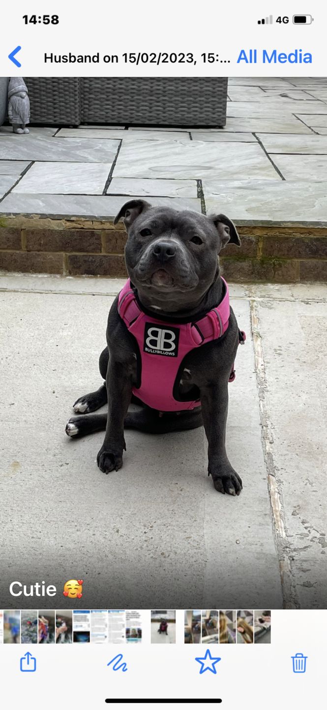 Customer photo review of 1.4m Swivel Combat Lead | Neoprene Lined, Secure Rated Clip with Soft Handle - Magentas