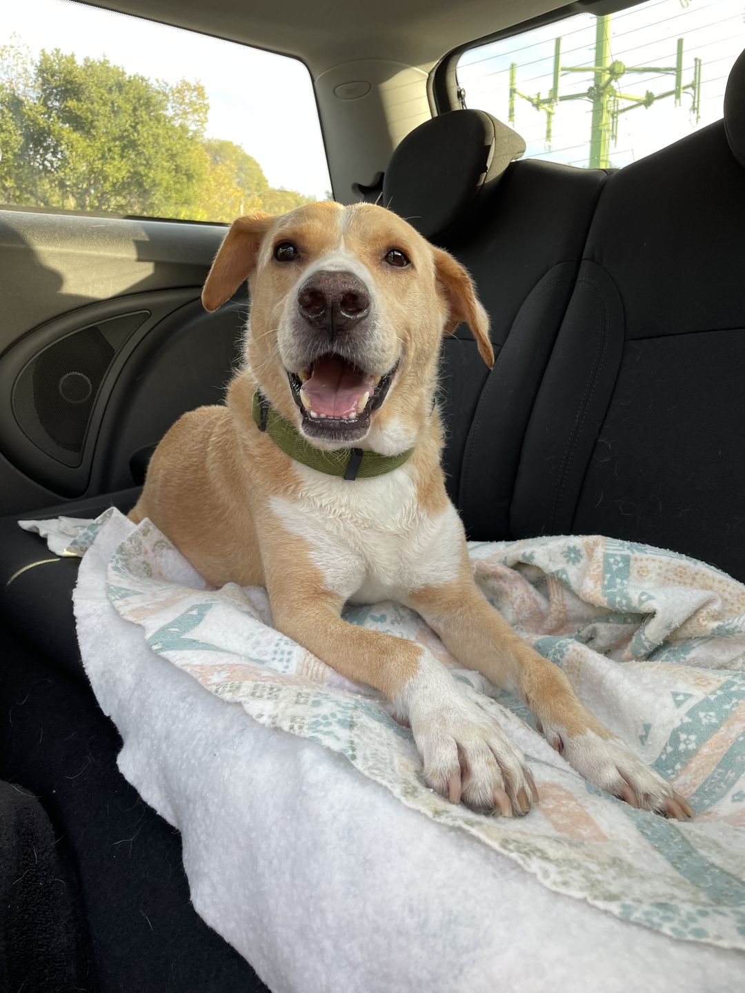Customer photo review of Calming Hemp Oil for Dogs | CBD, Chamomile, L-Theanine