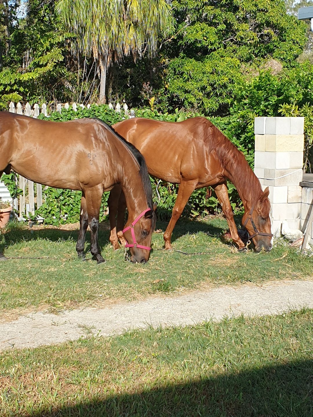 Customer photo review of Digestive HP