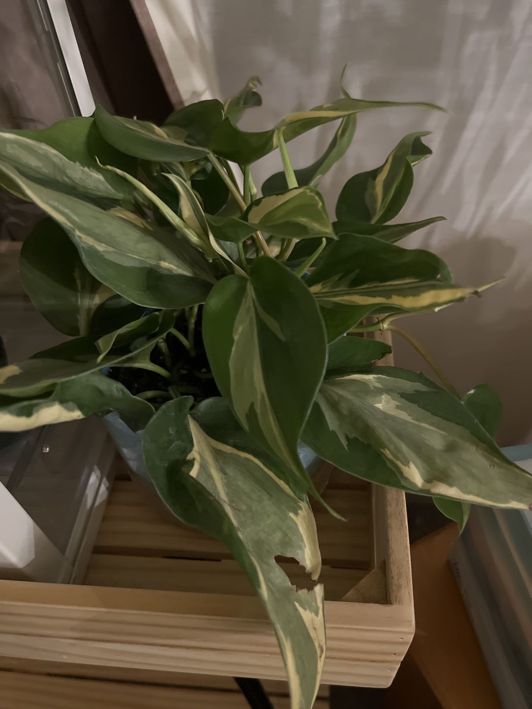 Customer photo review of 4" Philodendron hederaceum 'Rio'