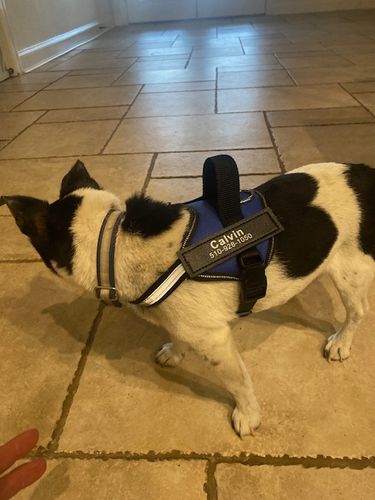 Customer photo review of Custom Hook & Loop Patch For Harness (1 Pair)