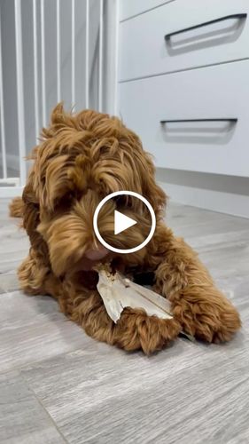 Customer video review of Shark Tails (Assorted tails & tips)