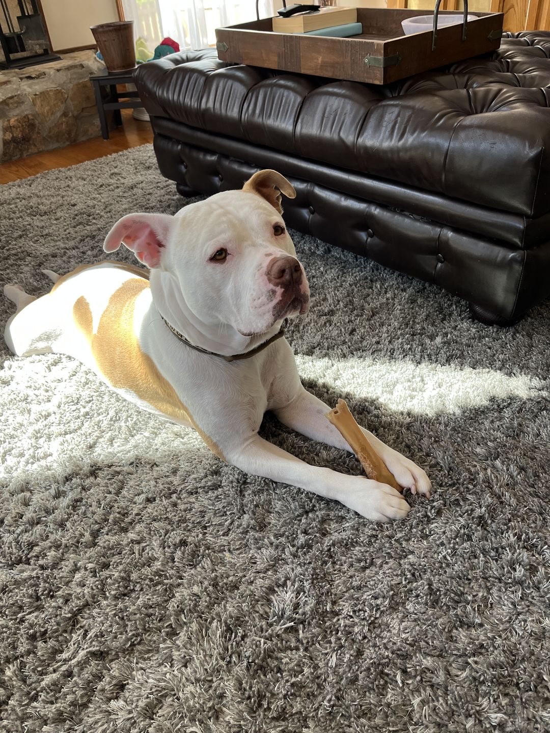 Customer photo review of Monster Femur Bone