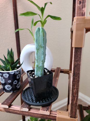 Customer photo review of Blue Candle Cactus | Myrtillocactus Geometrizans
