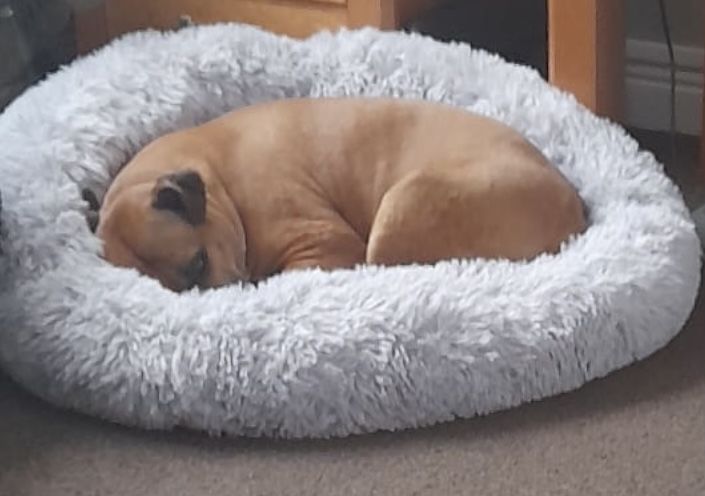 Customer photo review of Donut Dog Bed Calming Soft Comfy Anti Anxiety Plush Dog Bed