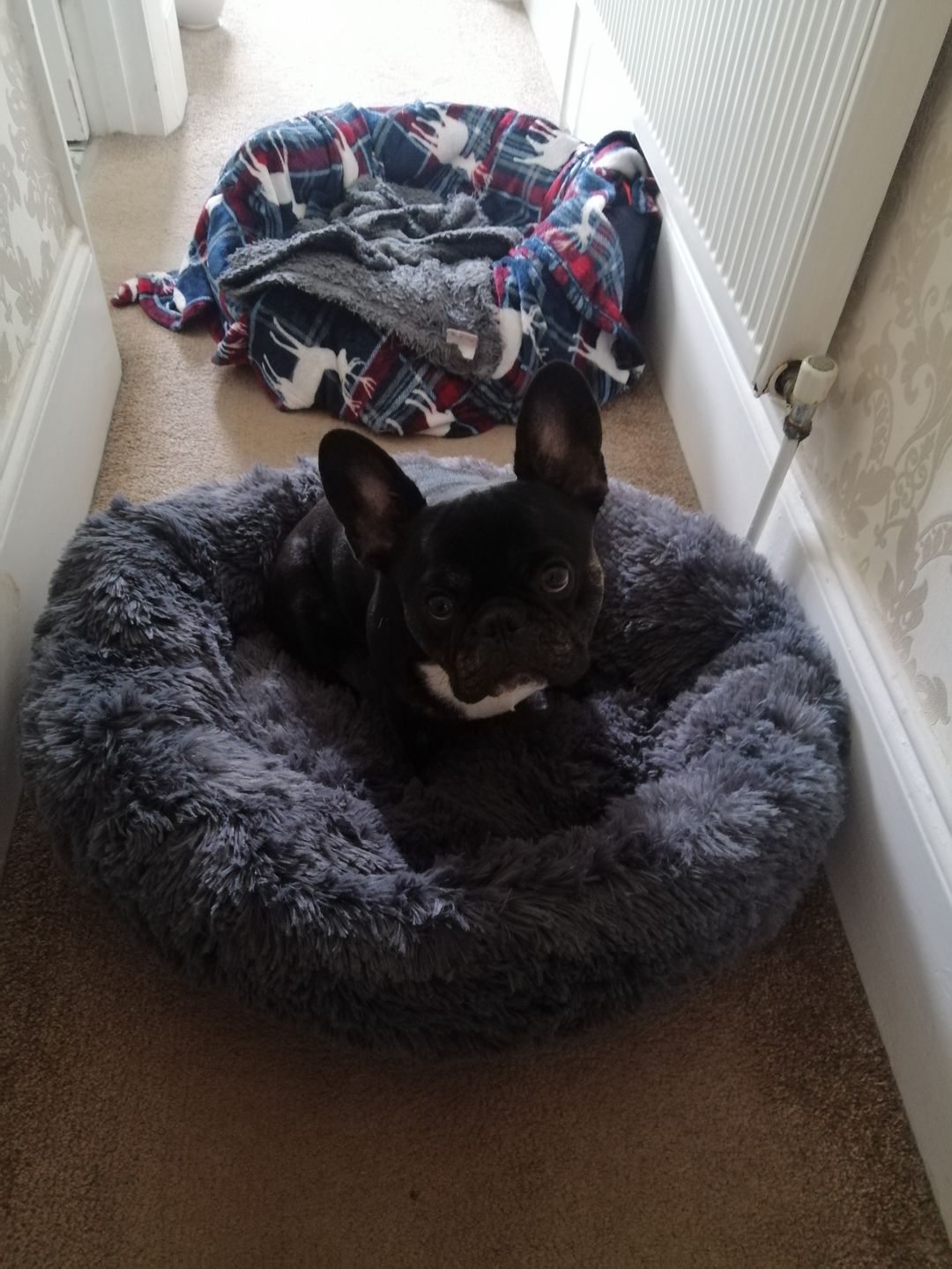 Customer photo review of Donut Dog Bed Calming Soft Comfy Anti Anxiety Plush Dog Bed