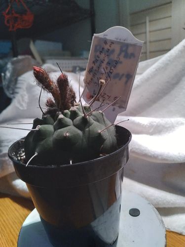 Customer photo review of Matucana madisoniorum