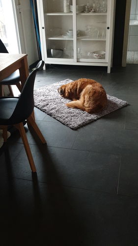 Customer photo review of Premium - CleanyMat