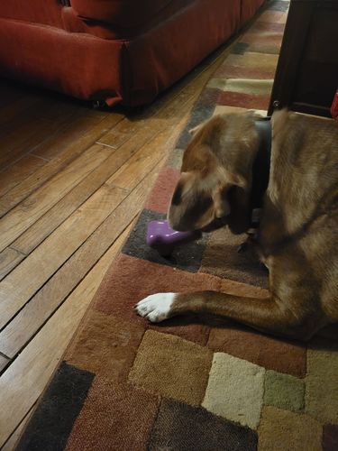 Customer photo review of Freezbone's Bundle