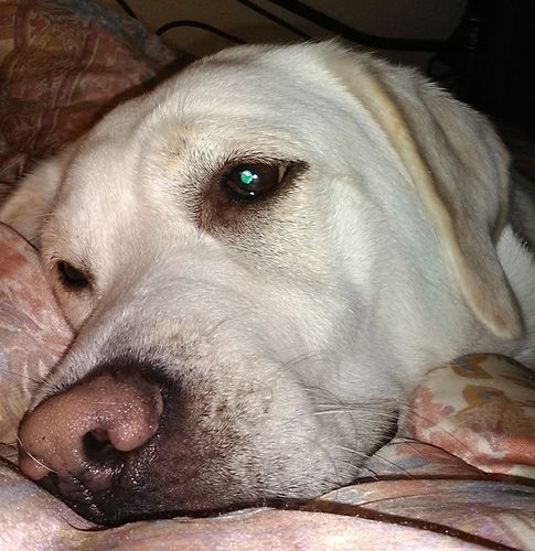 Customer photo review of Μπρελόκ με το Δικό σας Κατοικίδιο