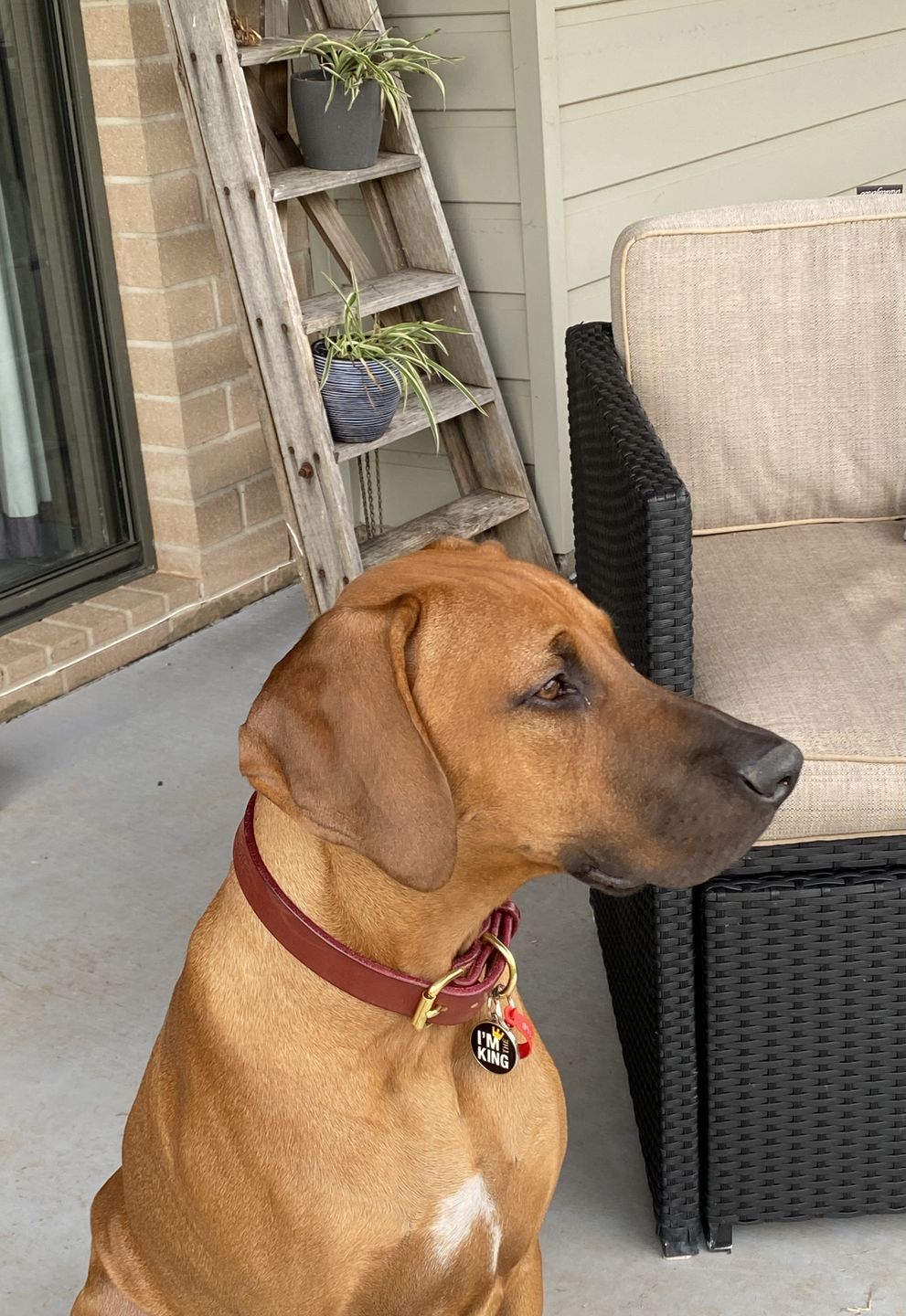 Customer photo review of Dog Collar