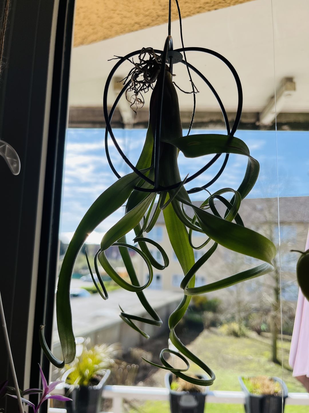 Customer photo review of Tillandsia "Curly Slim" - intermedia x streptohphylla