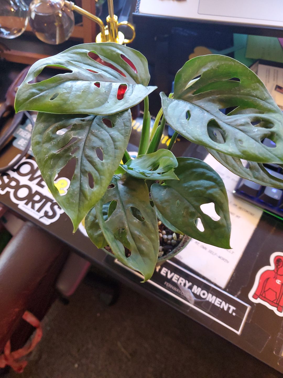 Customer photo review of 4" Monstera adansonii Wide Leaf