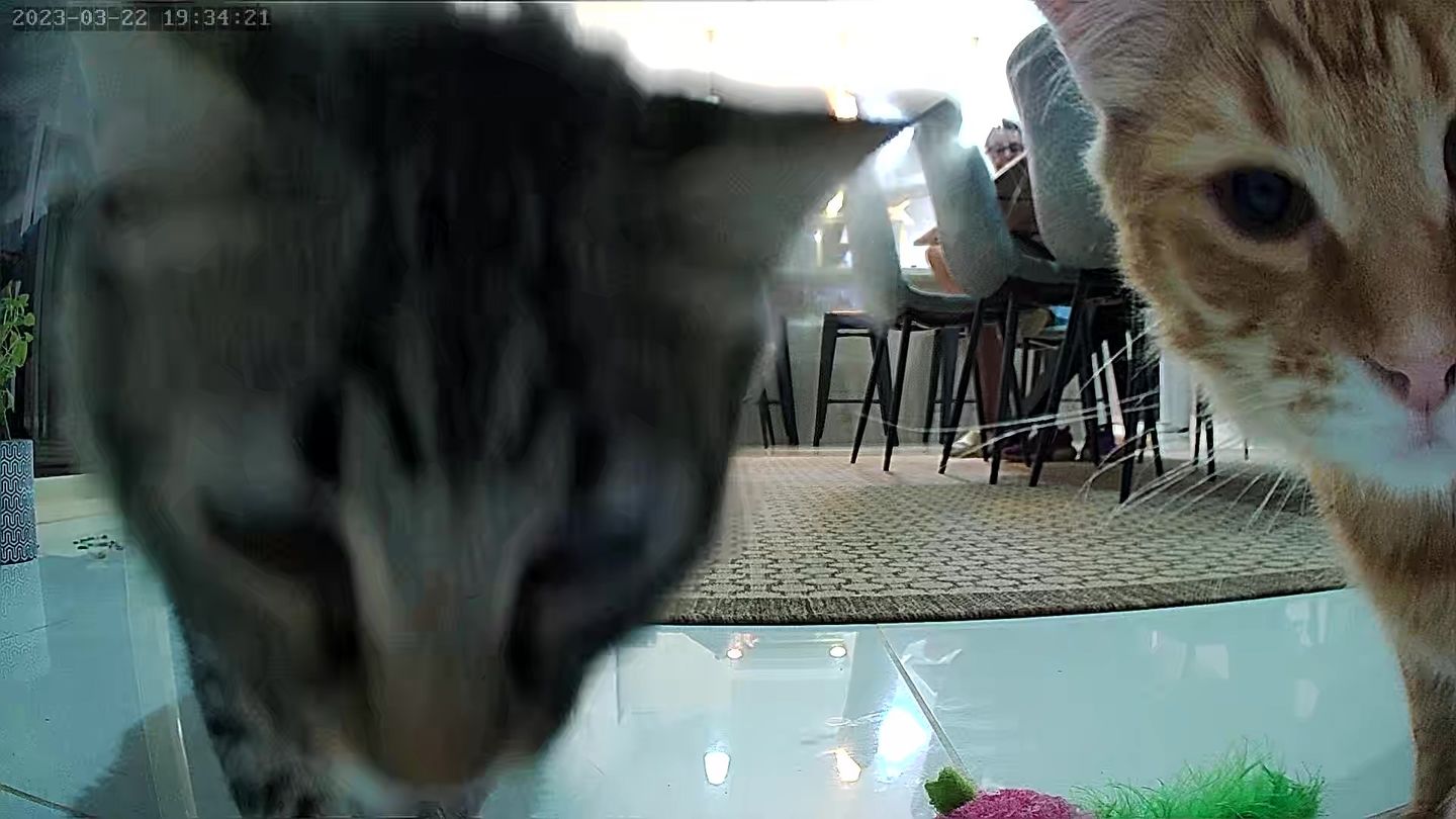 Customer photo review of Pawz Pet Smart Feeder with Camera 6L