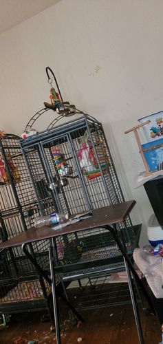 Customer photo review of 2421 Easter Bunny