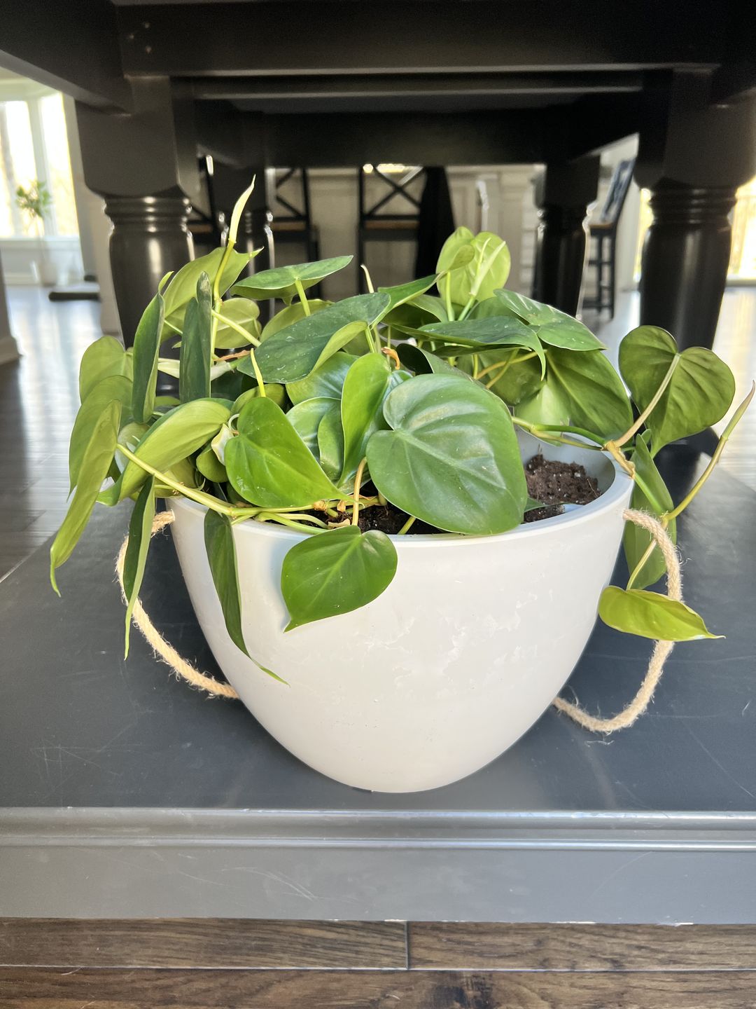 Customer photo review of 8" or 12" Signature Stone Hanging Planter