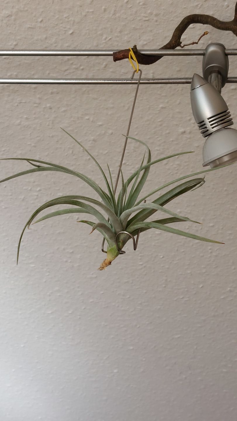 Customer photo review of Tillandsia aeranthos