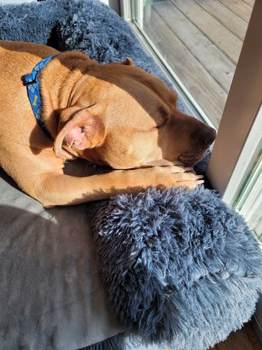 Customer photo review of NEW Orthopedic Memory Foam Calming Dog Bed