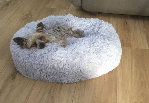 Customer photo review of Pawz Non-Removable Calming Pet Bed
