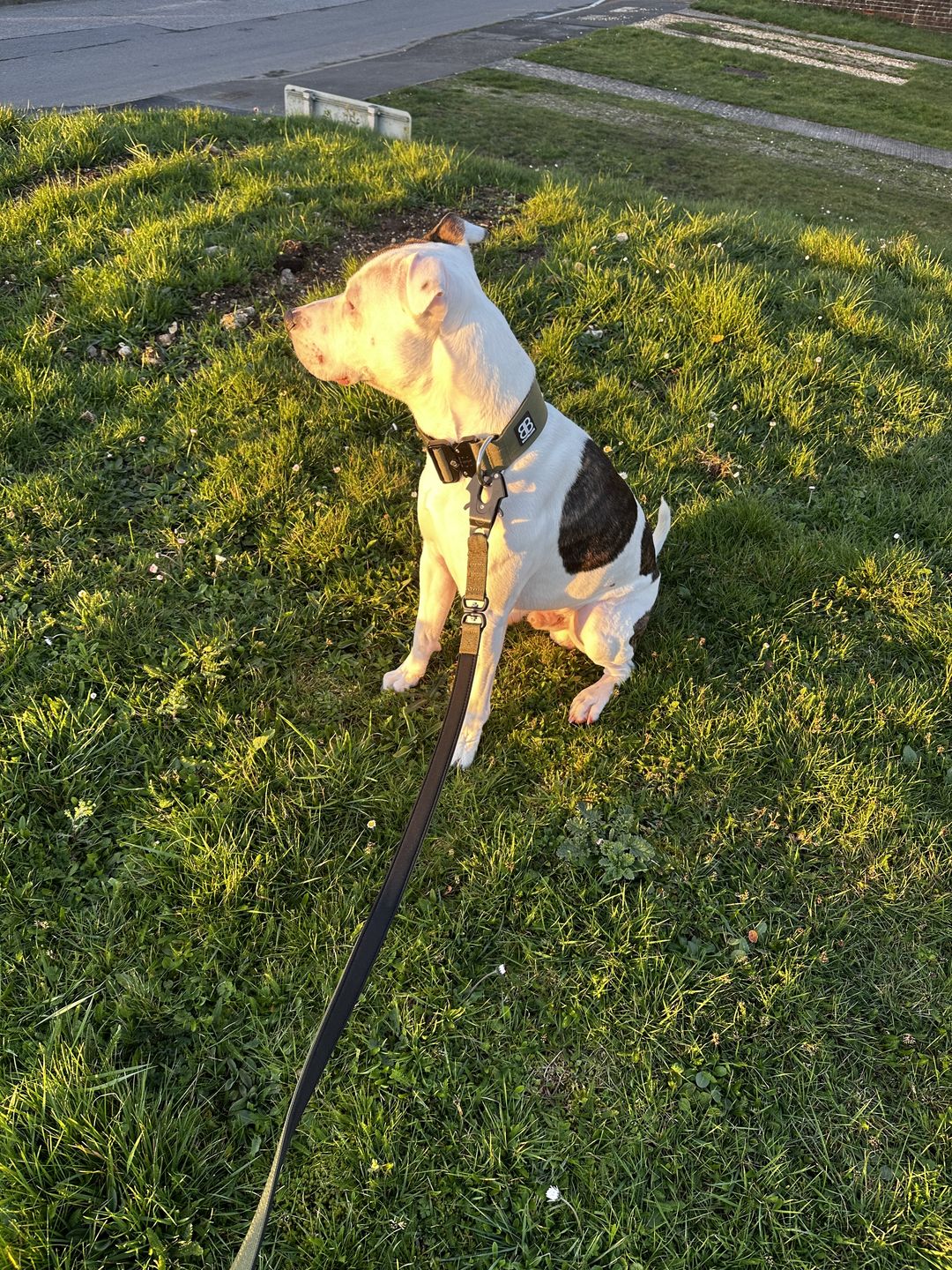 Customer photo review of 1.4m Swivel Combat Lead | Neoprene Lined, Secure Rated Clip with Soft Handle - Khaki