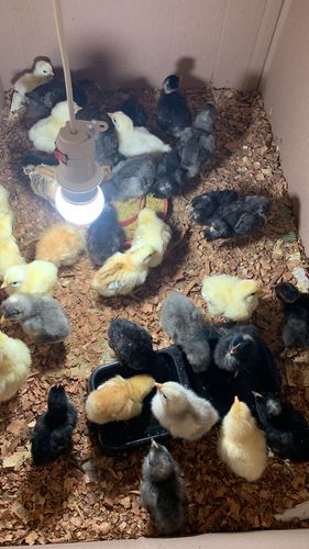 Customer photo review of Newcastle B1