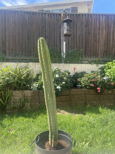Customer photo review of San Pedro Cactus | Echinopsis pachanoi
