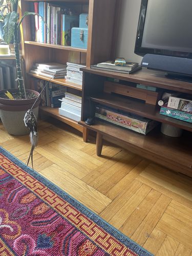 Customer photo review of Interactive Bird Simulation Cat Toy Set