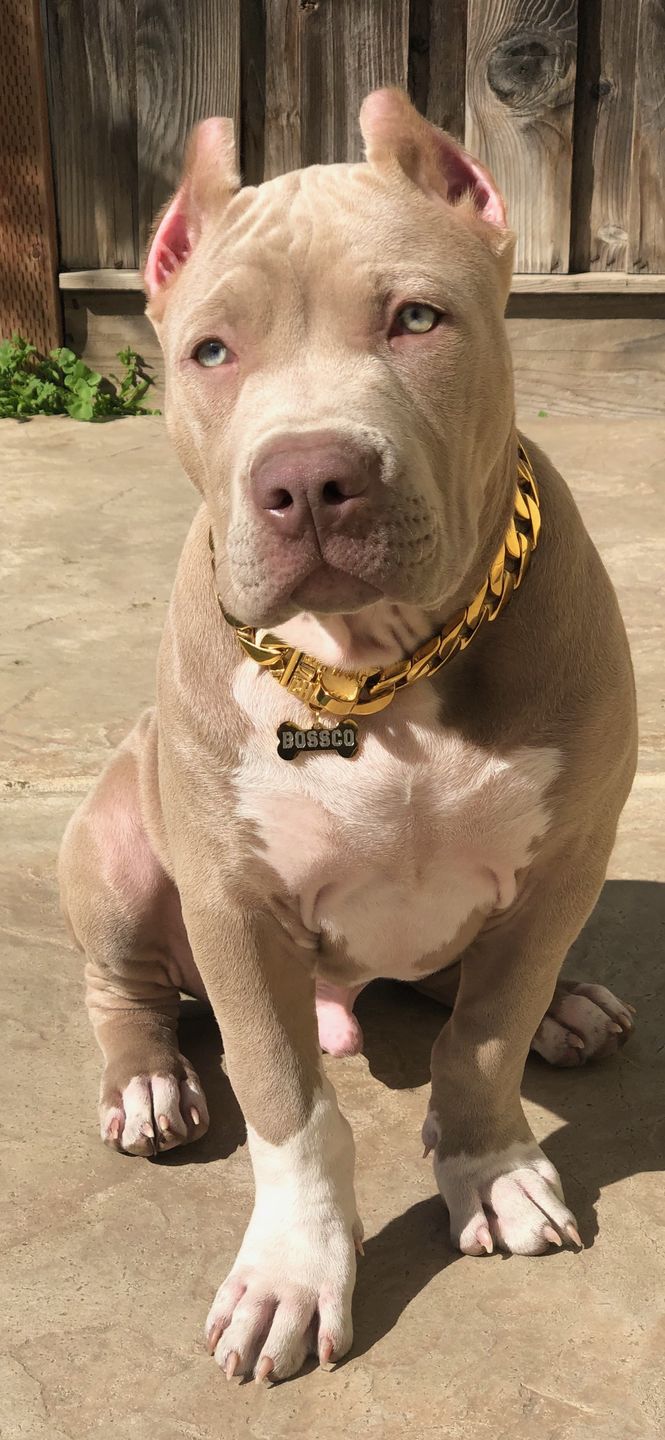 Customer photo review of THE CUBAN