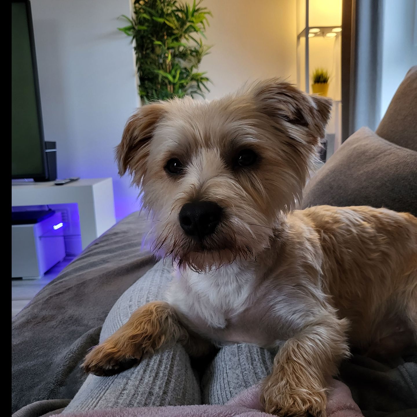 Customer photo review of Dog Shampoo