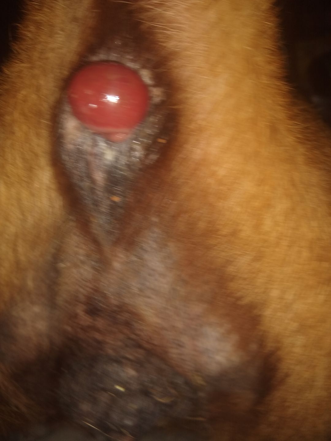 Customer photo review of Dog & Cat Scoot Stopper & Anal Gland Remedy