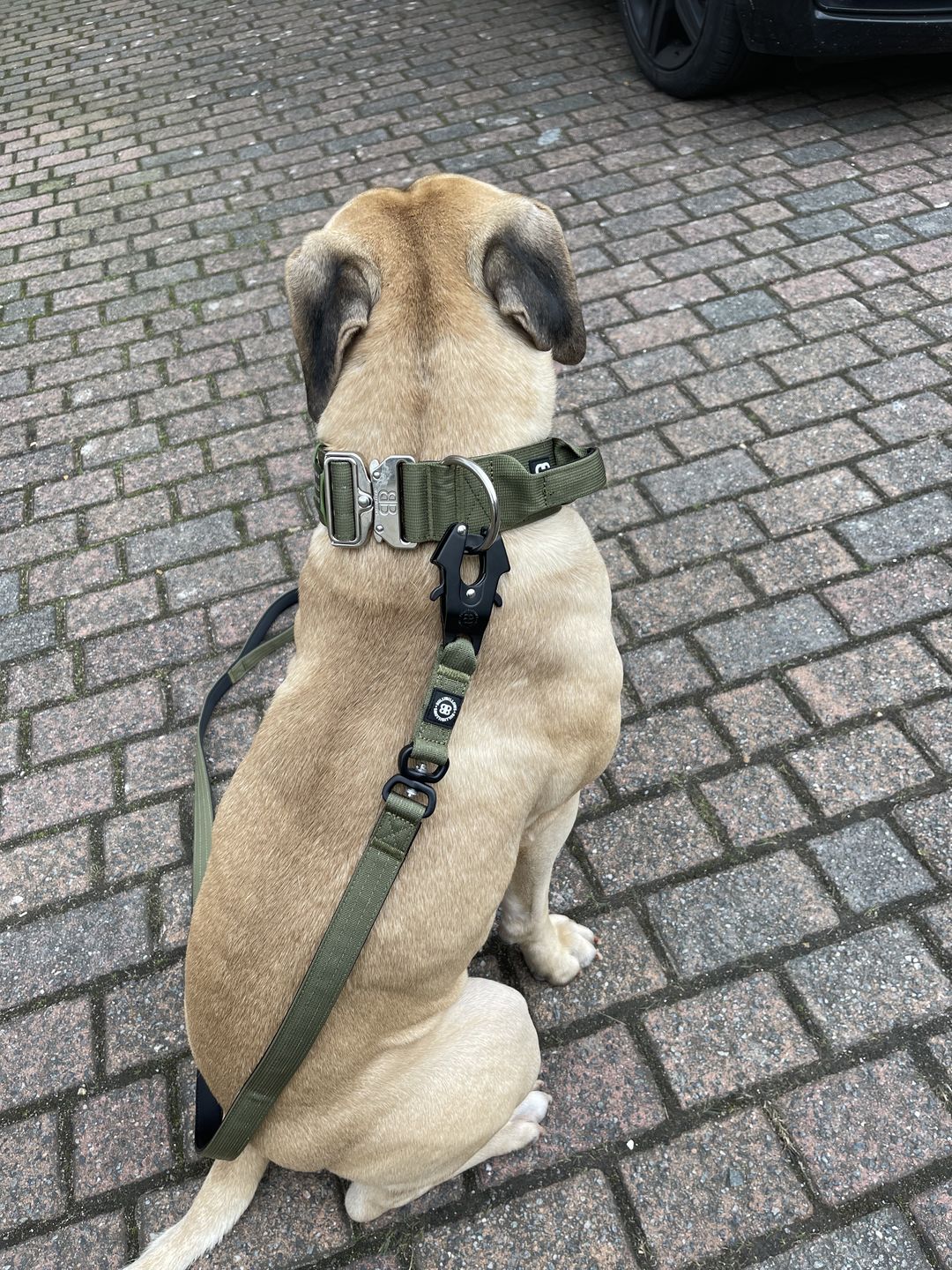 Customer photo review of 1.4m Swivel Combat Lead | Neoprene Lined, Secure Rated Clip with Soft Handle - Khaki