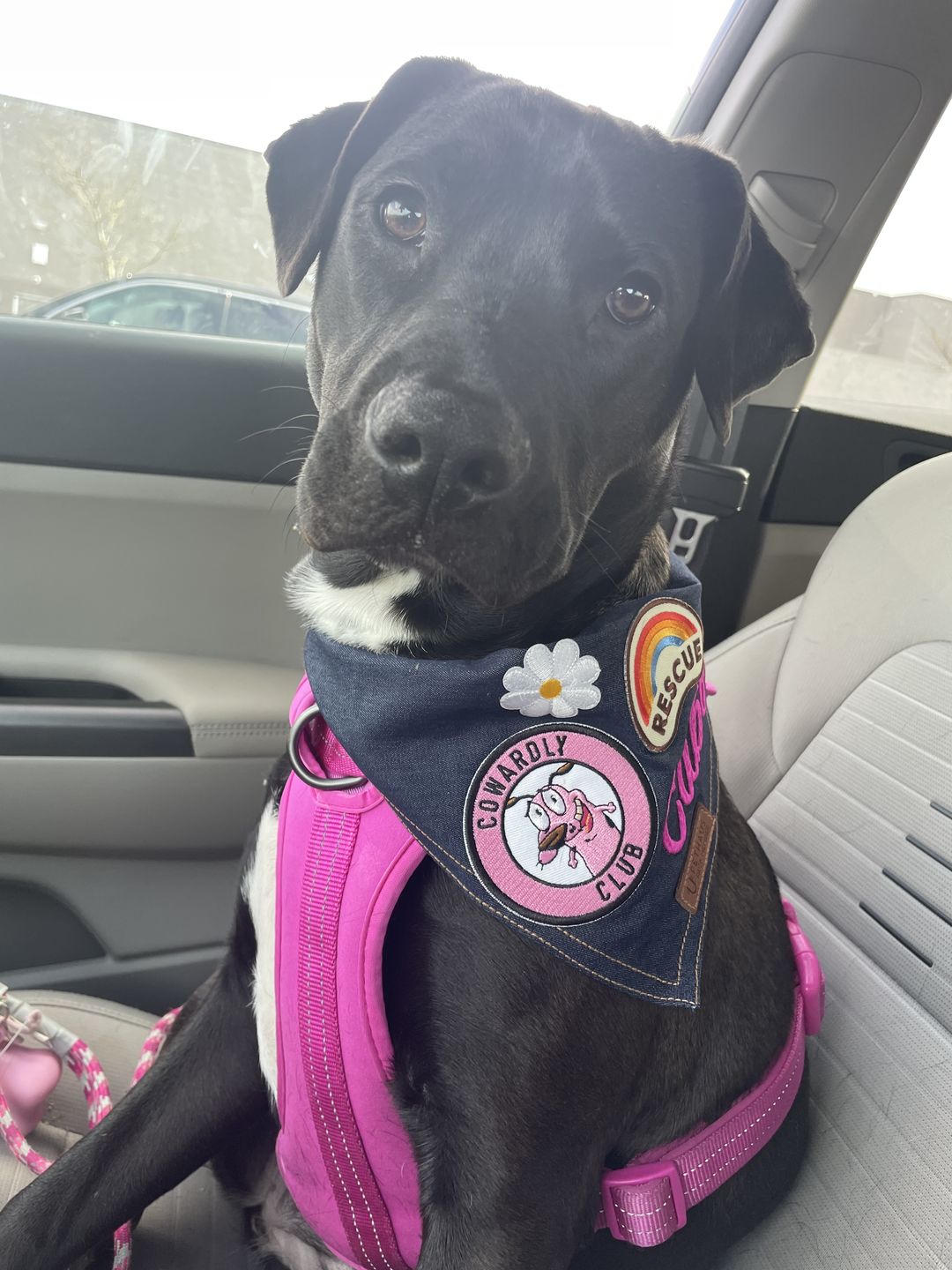 Customer photo review of Custom Text Denim Dog Bandana