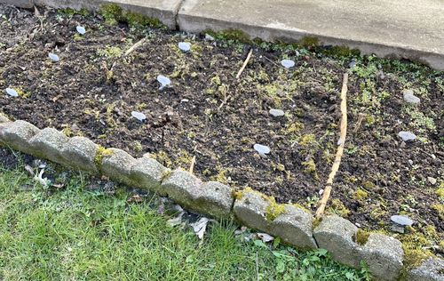 Customer photo review of Culinary Herb Seed Vault - (15 Variety)