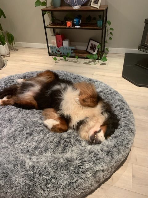 Customer photo review of The Human Size Nap Bed