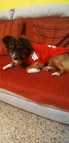 Customer photo review of Felpa "Adidog" Rossa Personalizzabile con Nome