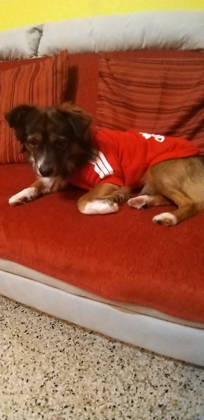 Customer photo review of Felpa "Adidog" Rossa Personalizzabile con Nome